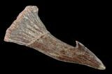 Fossil Sawfish (Onchopristis) Rostral Barb- Morocco #134997-1